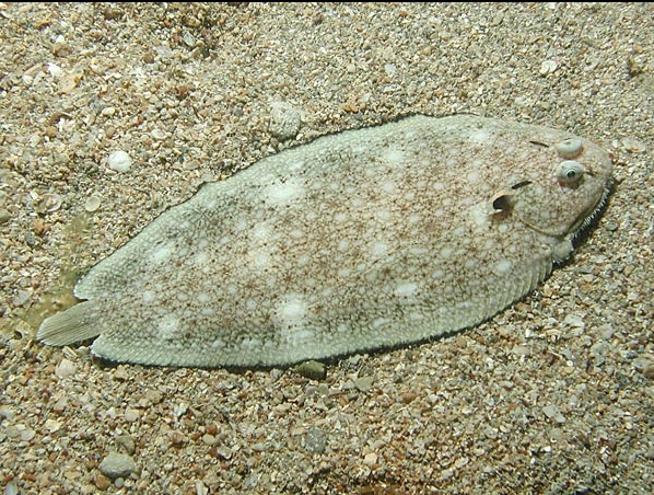 Synapturichthys kleinii